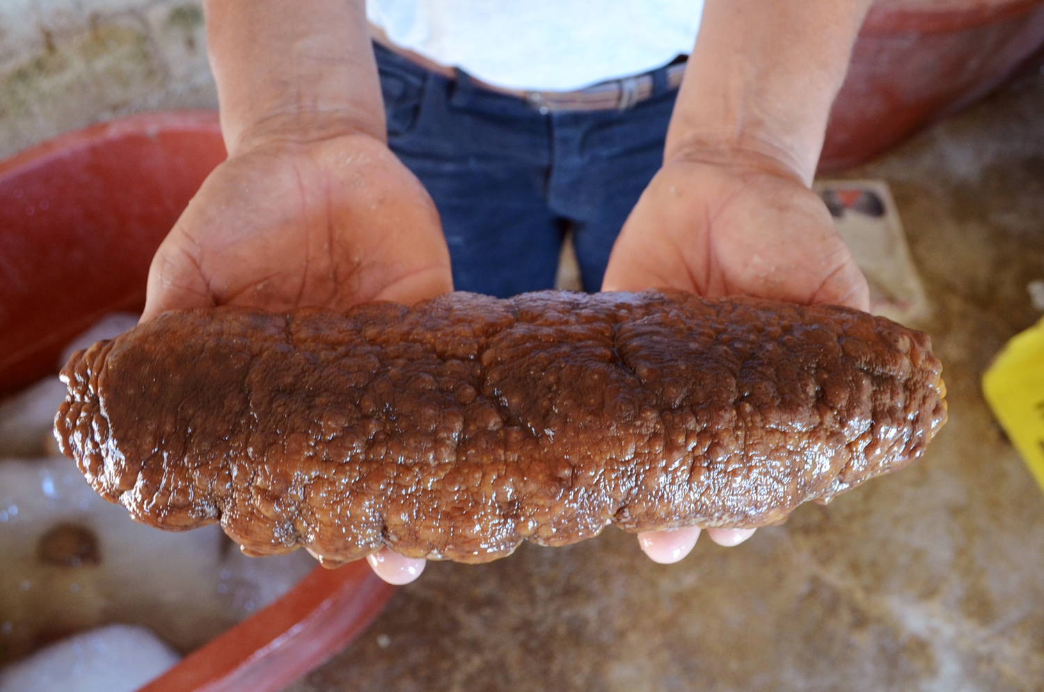 Reportaje especial: La pesca del pepino de mar, tras bambalinas